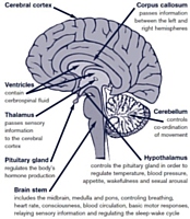 Inside Brain Diagram